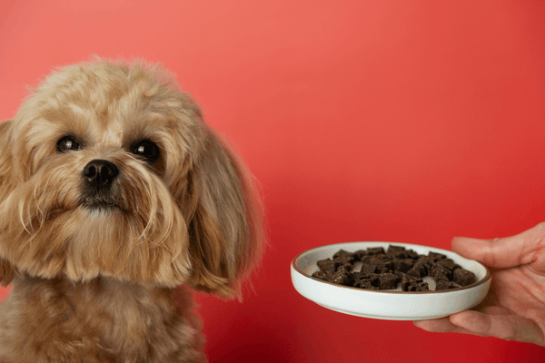 Ces aliments que vous donnez à votre chien pourraient être dangereux pour sa santé ! - Animaux Good